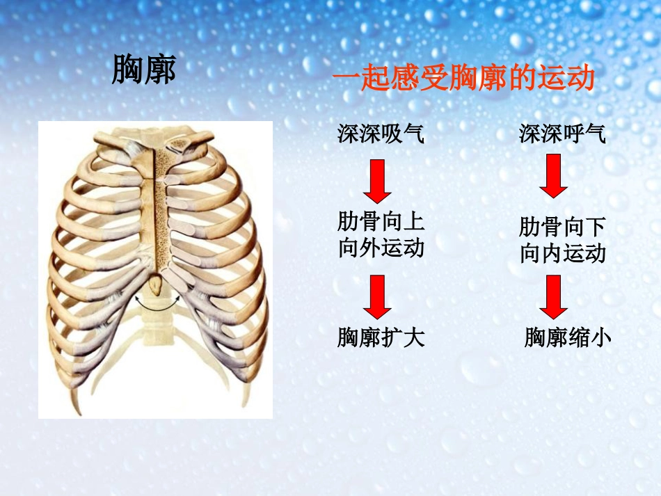 《发生在肺内的气体交换》人体的呼吸PPT课件_第2页