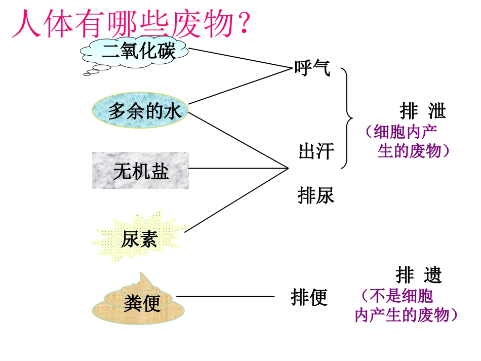 《人体内废物的排出》PPT课件5_第3页