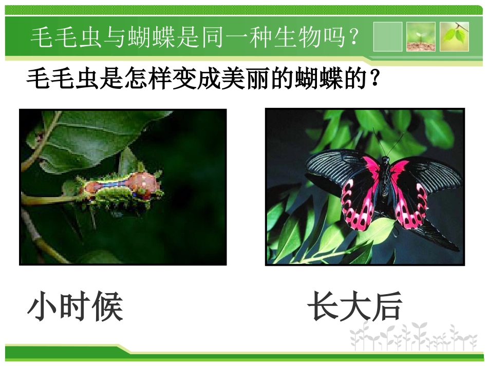 《昆虫的生殖和发育》生物的生殖和发育PPT课件3_第2页