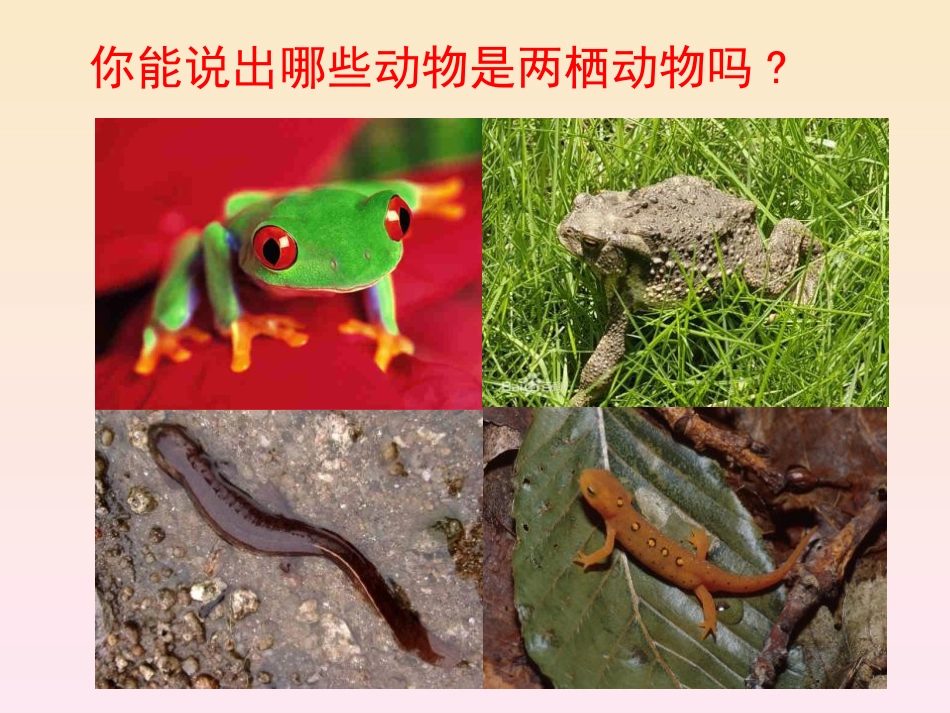 《两栖动物的生殖和发育》生物的生殖和发育PPT课件3_第2页