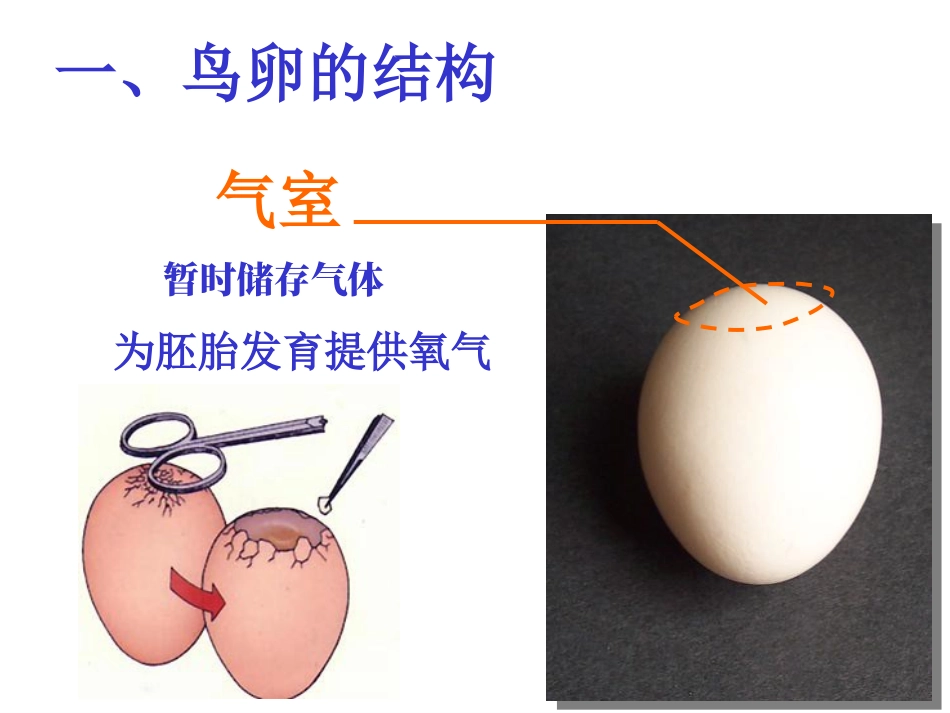 《鸟的生殖和发育》生物的生殖和发育PPT课件_第2页