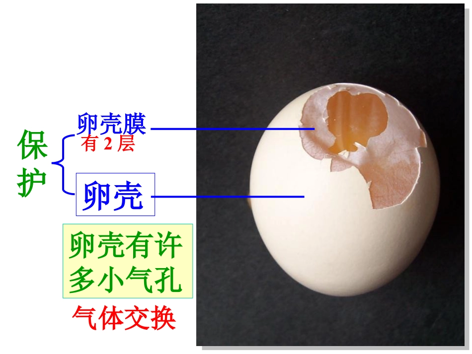 《鸟的生殖和发育》生物的生殖和发育PPT课件_第3页