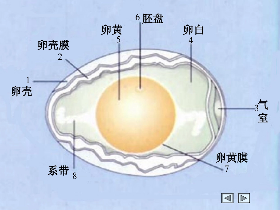 《鸟的生殖和发育》生物的生殖和发育PPT课件2_第2页