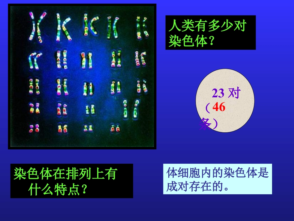 《基因在亲子代间的传递》生物的遗传和变异PPT课件_第3页