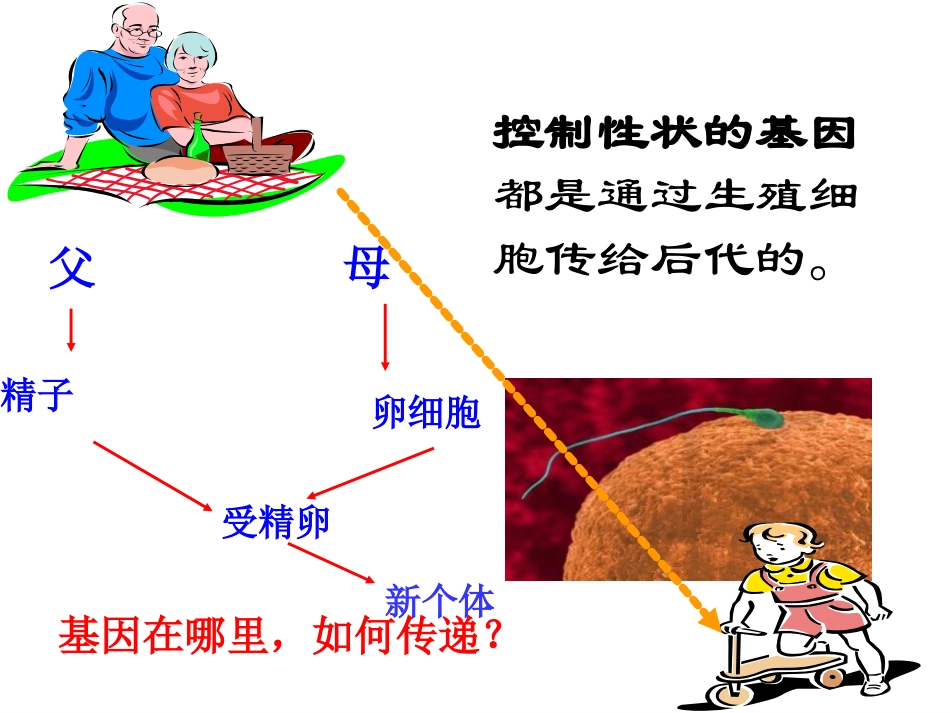 《基因在亲子代间的传递》生物的遗传和变异PPT课件5_第3页