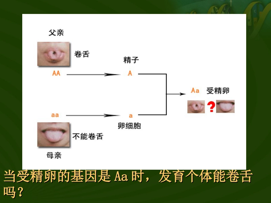 《基因的显性和隐性》生物的遗传和变异PPT课件_第3页