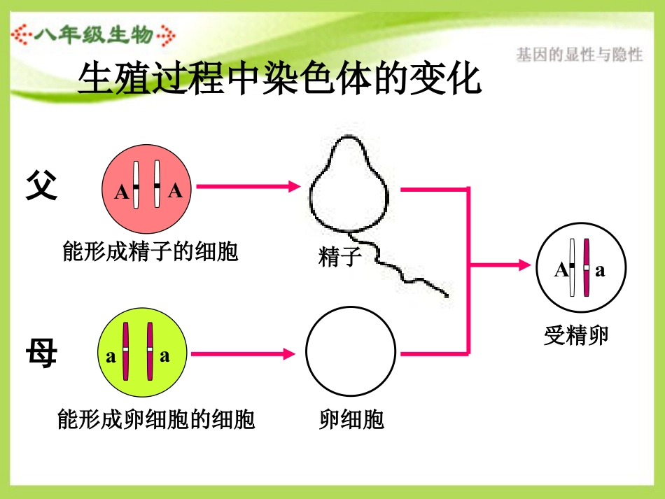 《基因的显性和隐性》生物的遗传和变异PPT课件2_第2页