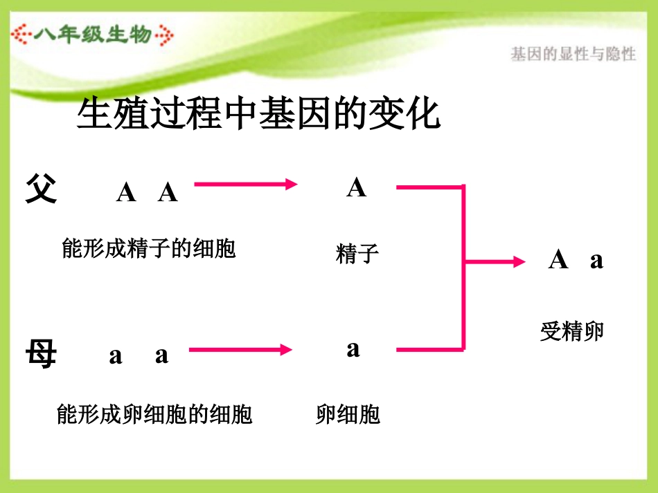 《基因的显性和隐性》生物的遗传和变异PPT课件2_第3页