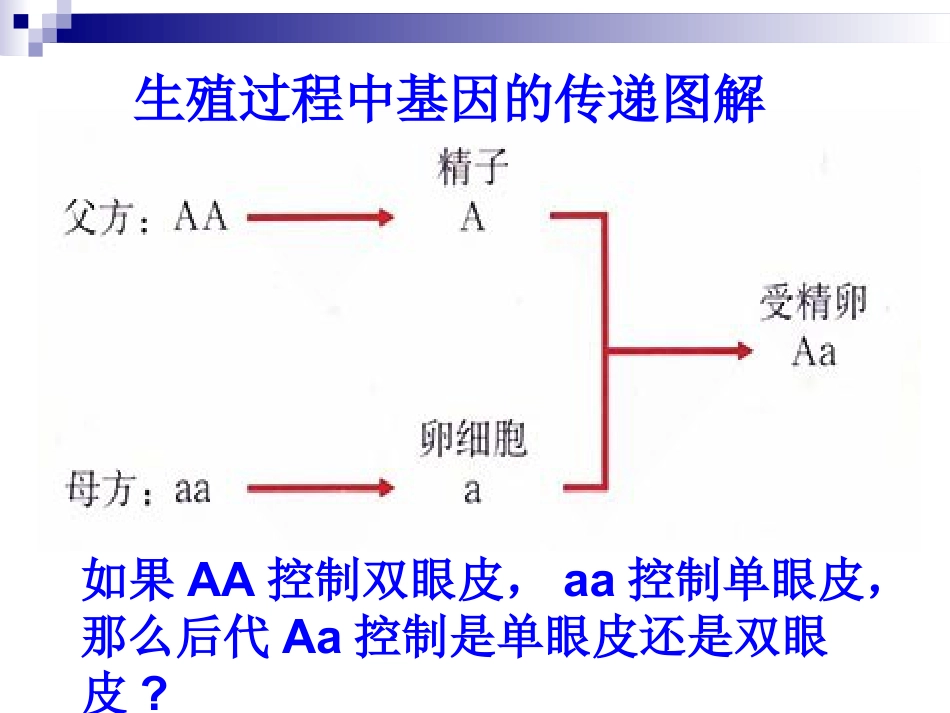 《基因的显性和隐性》生物的遗传和变异PPT课件4_第3页