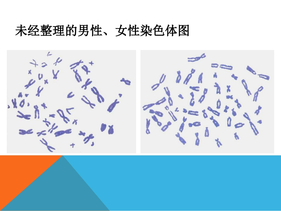 《人的性别遗传》生物的遗传和变异PPT课件3_第2页