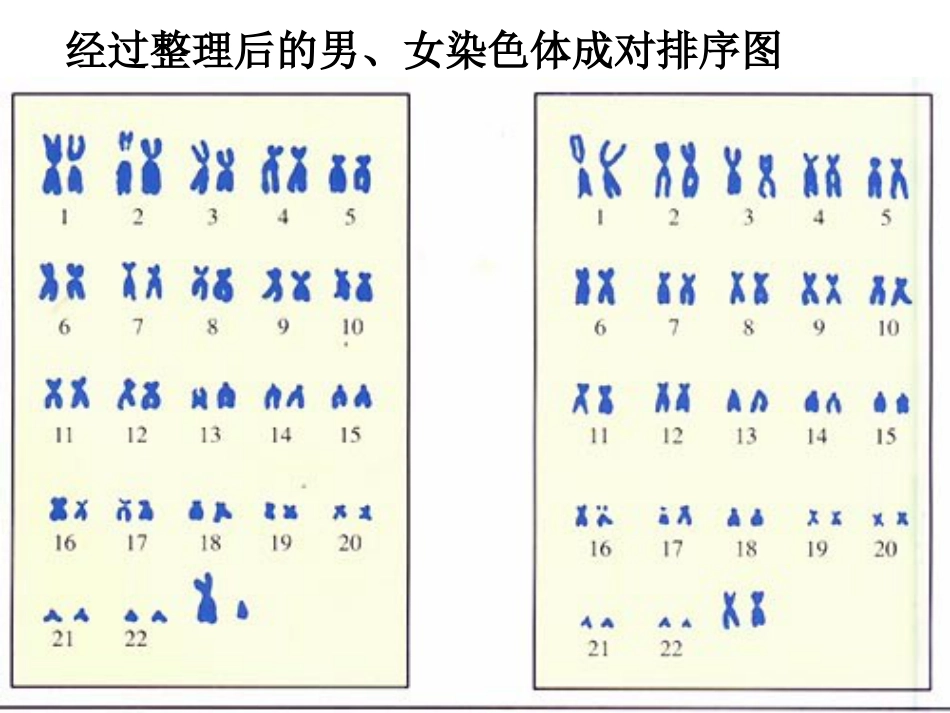 《人的性别遗传》生物的遗传和变异PPT课件3_第3页