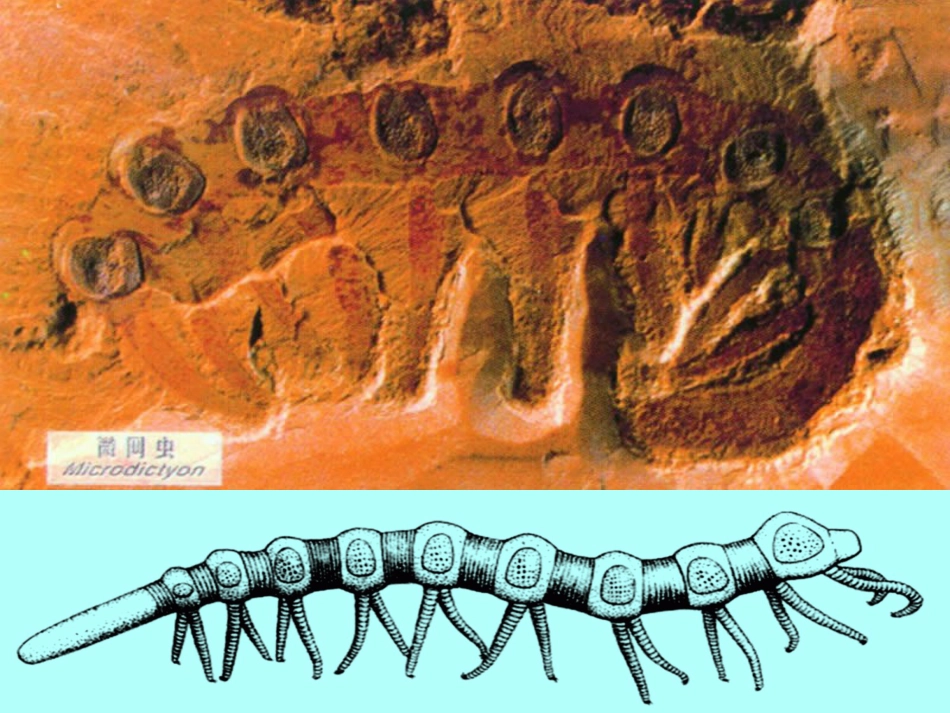 《生物进化的历程》生物的进化PPT课件_第2页