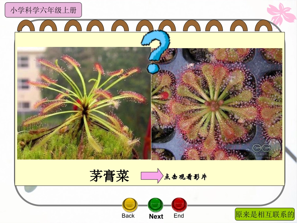 《原来是相关联的》生物的多样性PPT课件_第3页