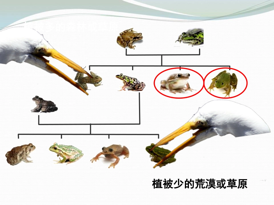 《谁选择了它们》生物的多样性PPT课件_第2页