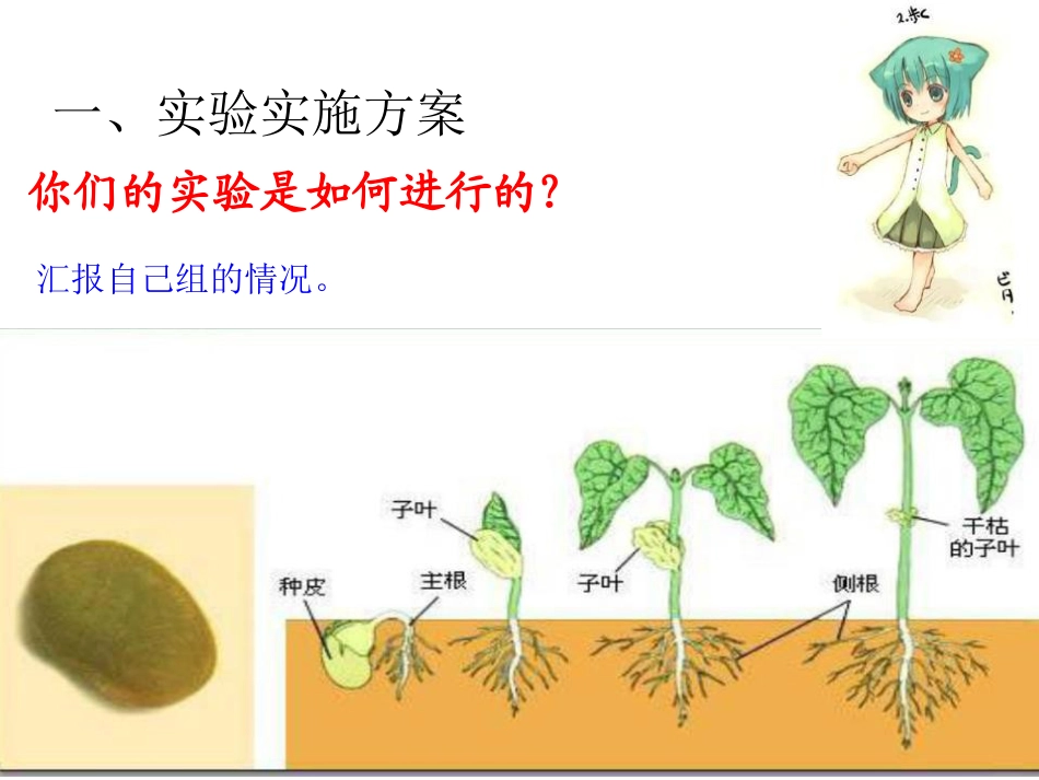 《种子发芽实验(二)》生物与环境PPT课件2_第2页