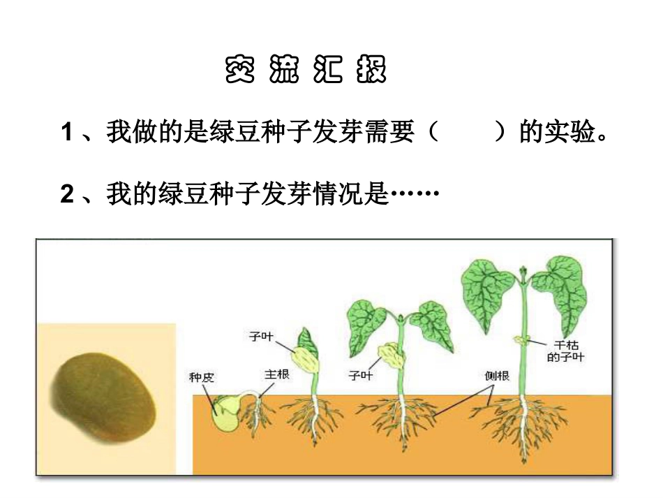 《种子发芽实验(二)》生物与环境PPT课件4_第2页