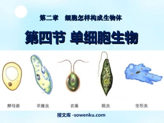 《单细胞生物》细胞怎样构成生物体PPT课件8