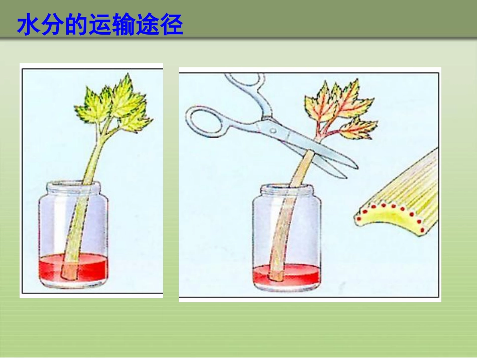 《绿色植物与生物圈的水循环》PPT课件_第3页