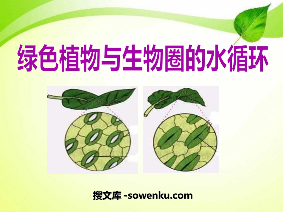 《绿色植物与生物圈的水循环》PPT课件3_第1页