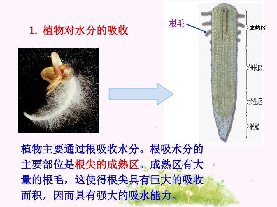 《绿色植物与生物圈的水循环》PPT课件4_第3页