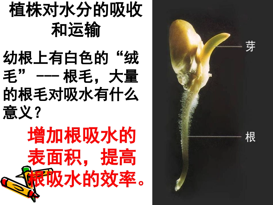 《绿色植物与生物圈的水循环》PPT课件5_第3页