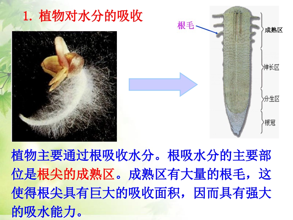 《绿色植物与生物圈的水循环》PPT课件6_第3页