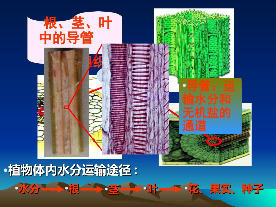 《绿色植物与生物圈的水循环》PPT课件7_第3页