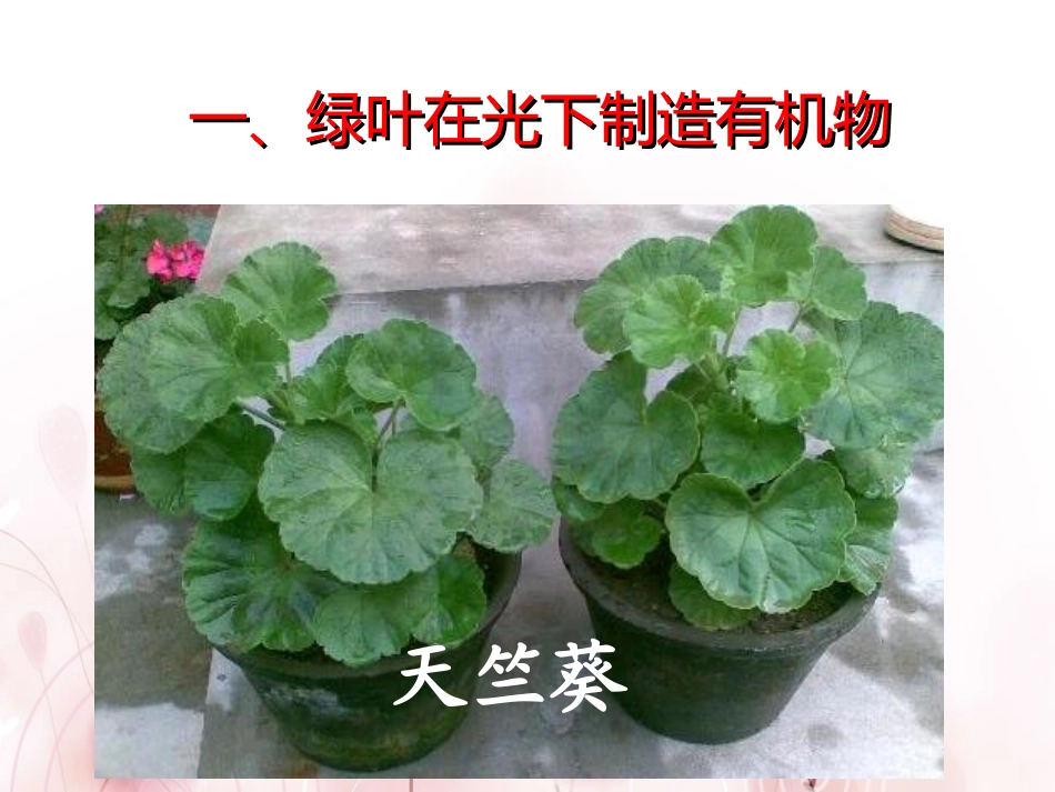 《绿色植物是生物圈中有机物的制造者》PPT课件3_第3页