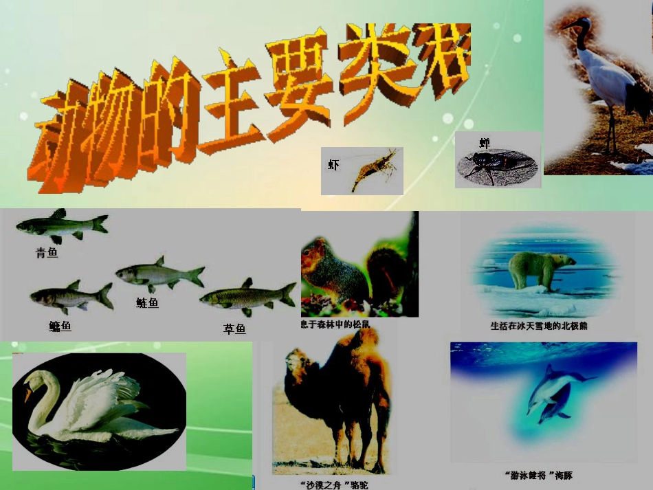 《八年级生物上册总复习》PPT课件5_第3页