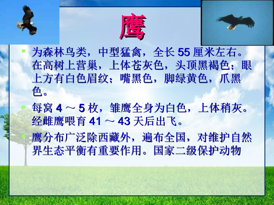 《雏鹰之歌》PPT课件_第3页