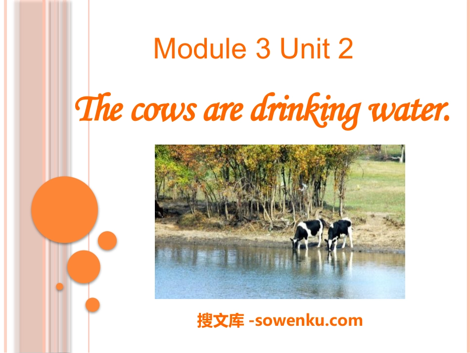 《The cows are drinking water》PPT课件4_第1页