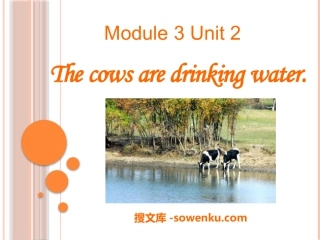 《The cows are drinking water》PPT课件4