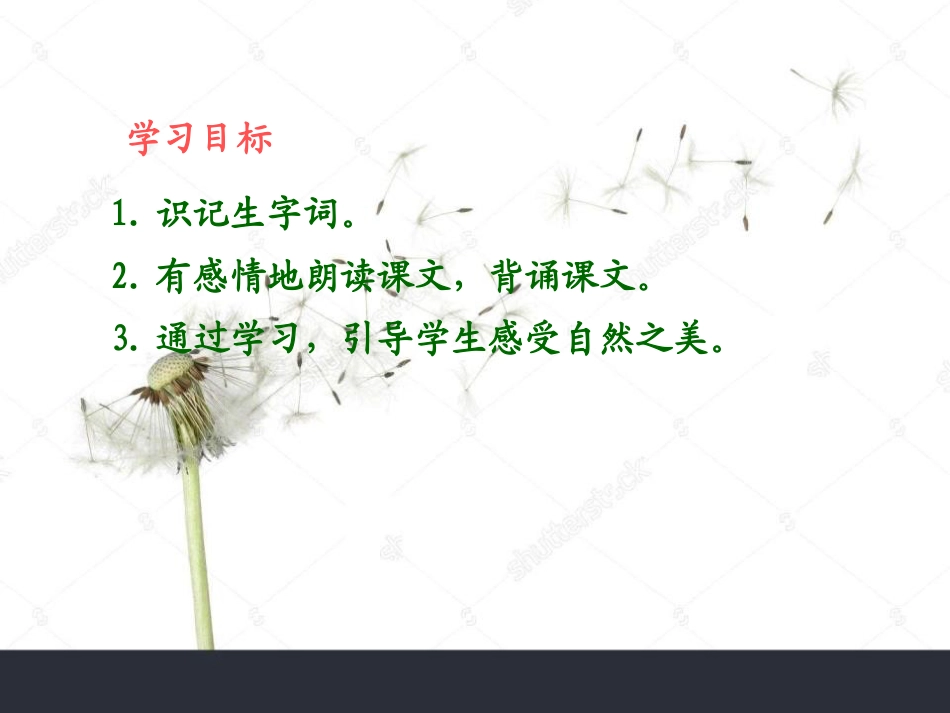 《蒲公英不说一语》PPT课件_第2页