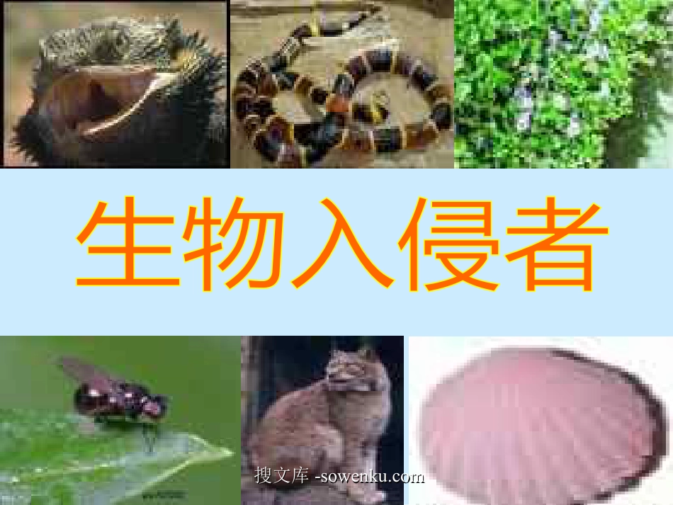 《生物入侵者》PPT课件2_第1页