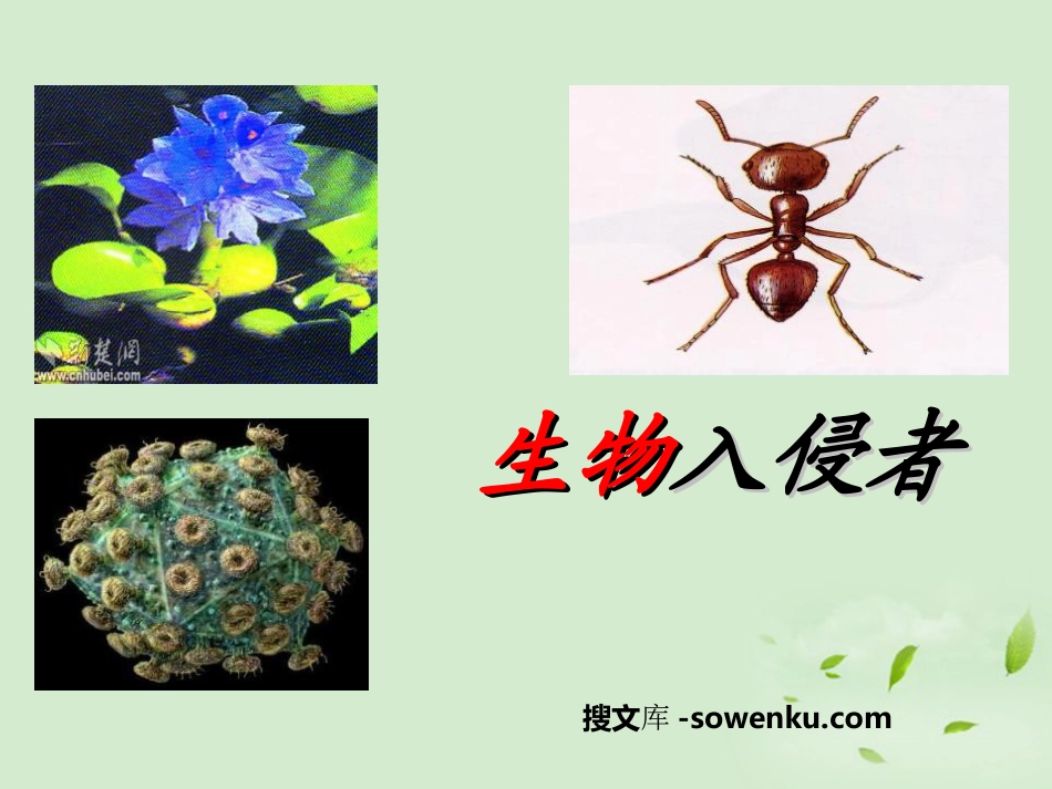 《生物入侵者》PPT课件5_第1页