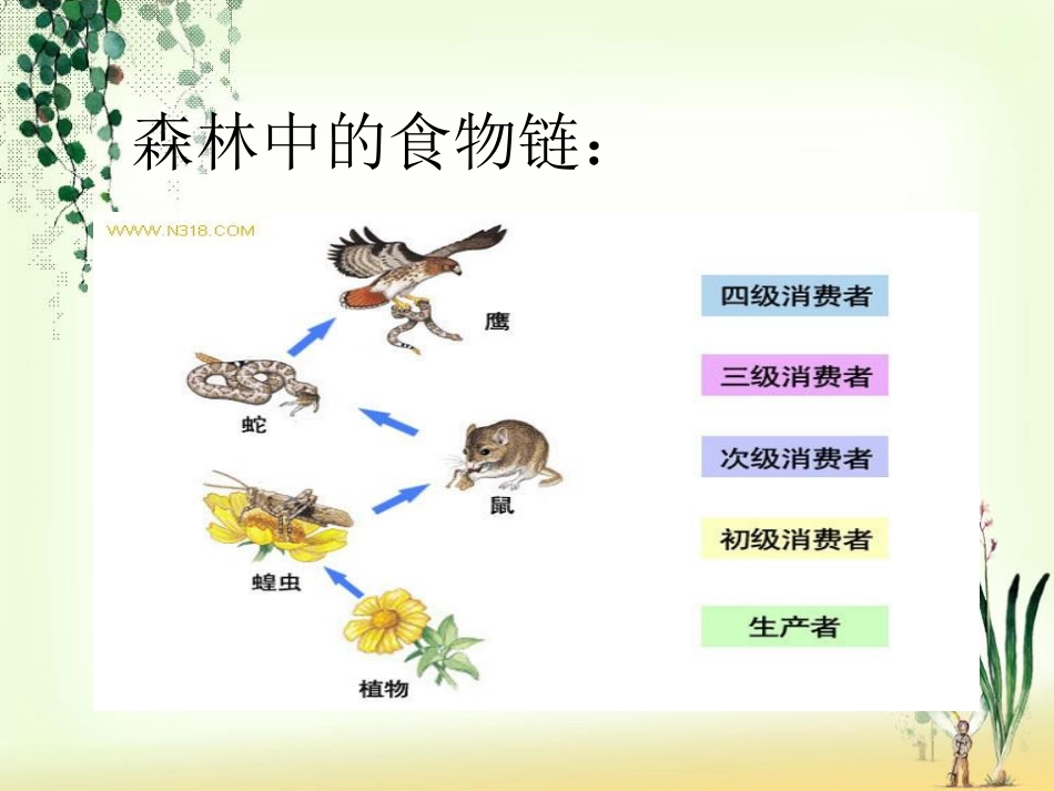 《池塘生物的相互联系》池塘群落PPT课件_第3页