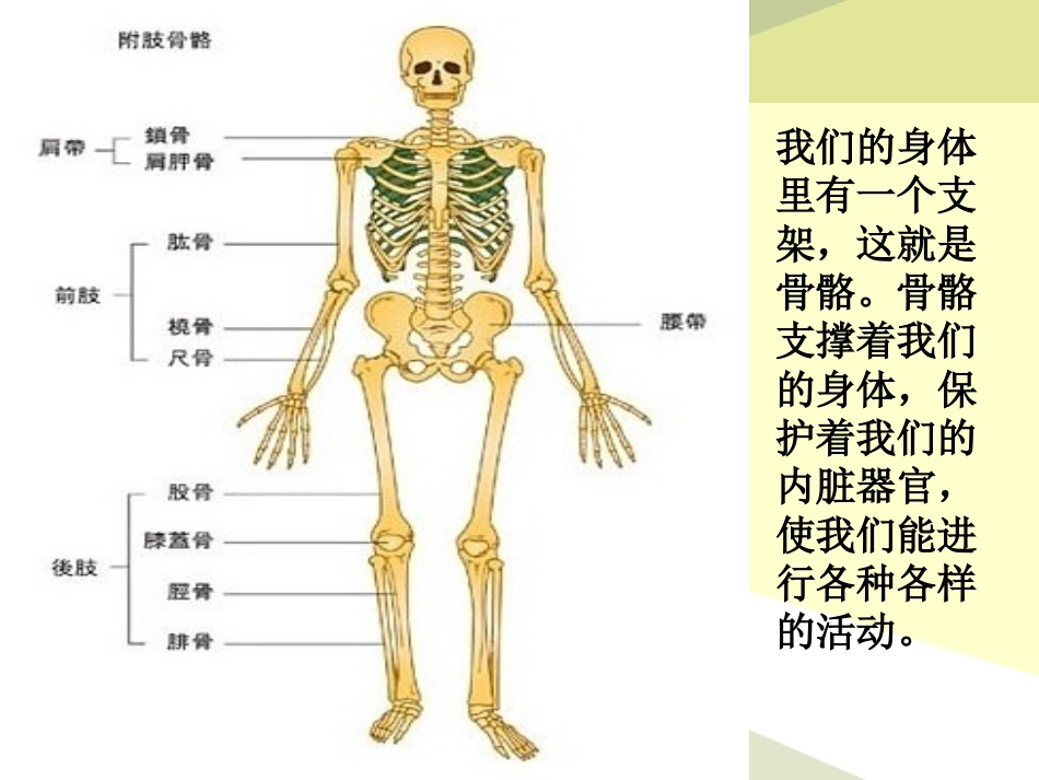 《骨骼和肌肉》人体的奥秘PPT课件_第3页