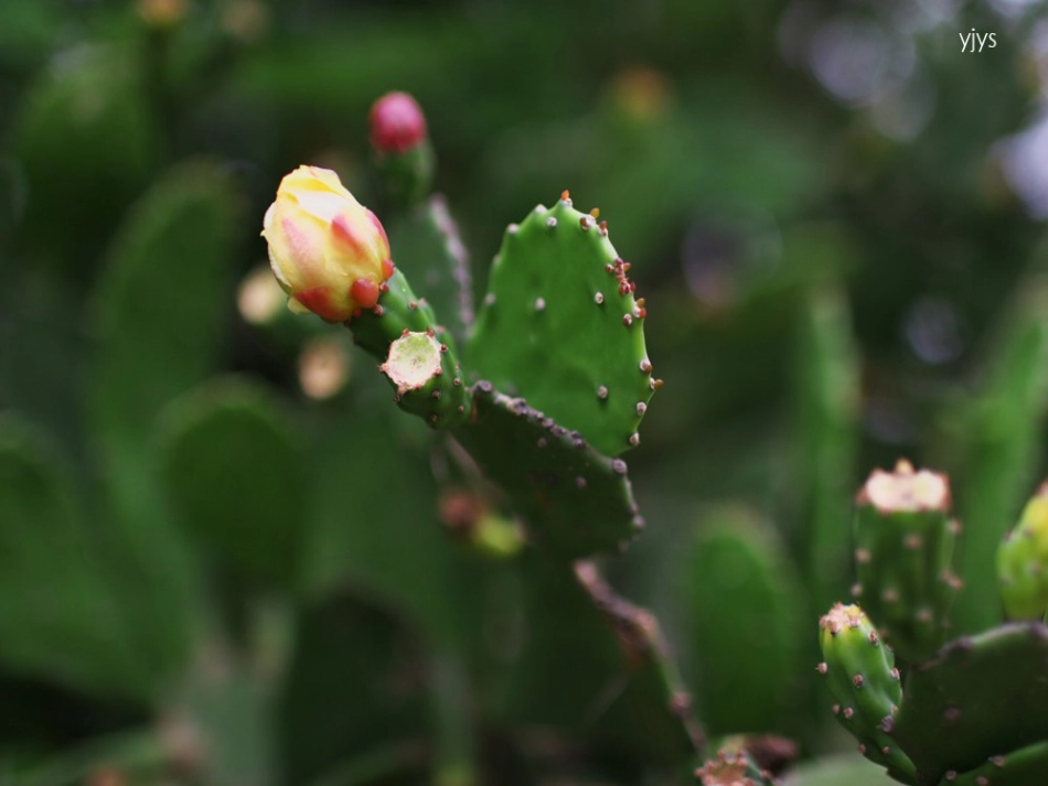 《植物与环境》生物与环境PPT课件_第2页