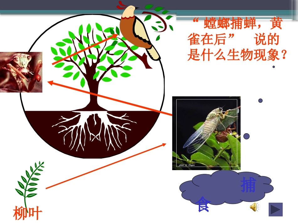 《有趣的食物联系》生物与环境PPT课件3_第3页