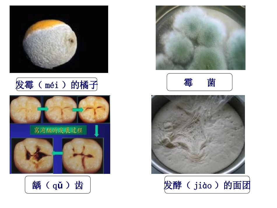 《无处不在的微生物》PPT_第2页