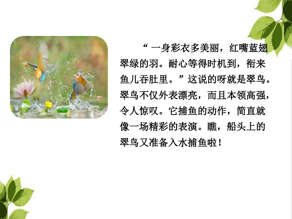 《搭船的鸟》PPT_第2页