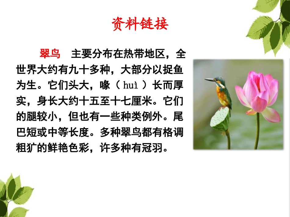 《搭船的鸟》PPT_第3页