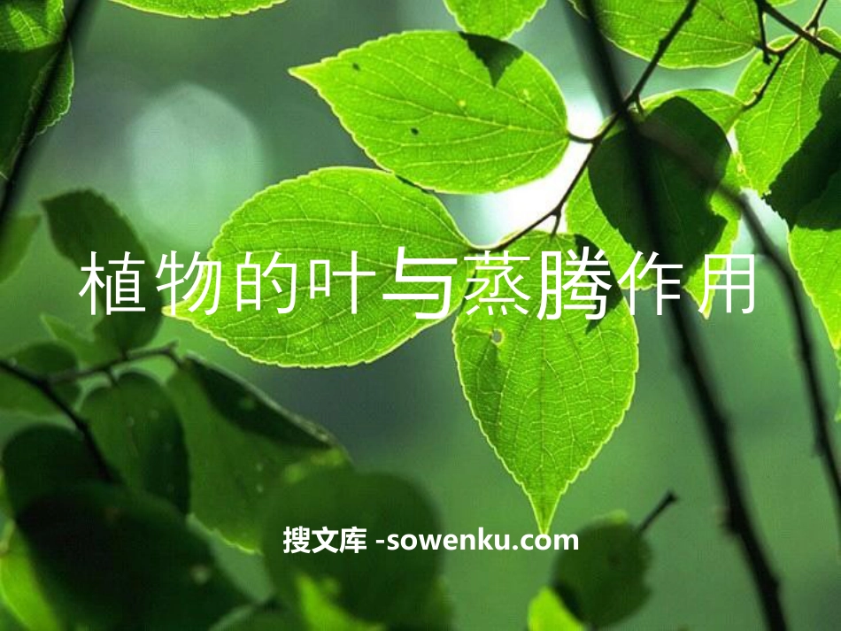 《植物的叶与蒸腾作用》PPT_第1页