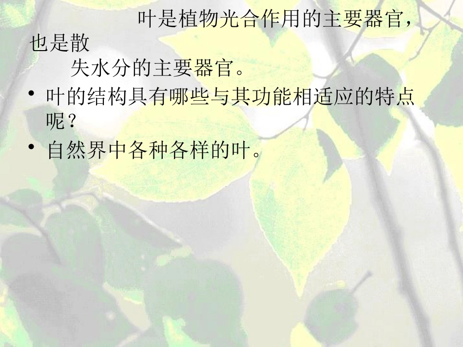 《植物的叶与蒸腾作用》PPT_第2页