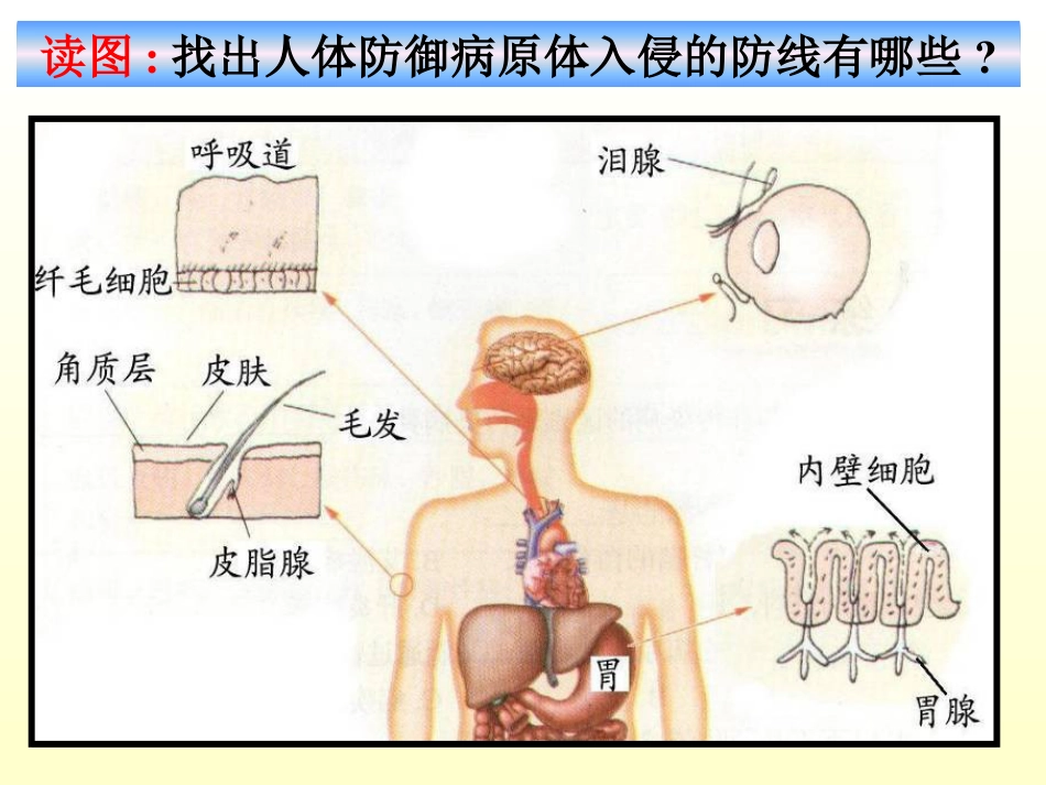 《身体的防卫》PPT_第3页