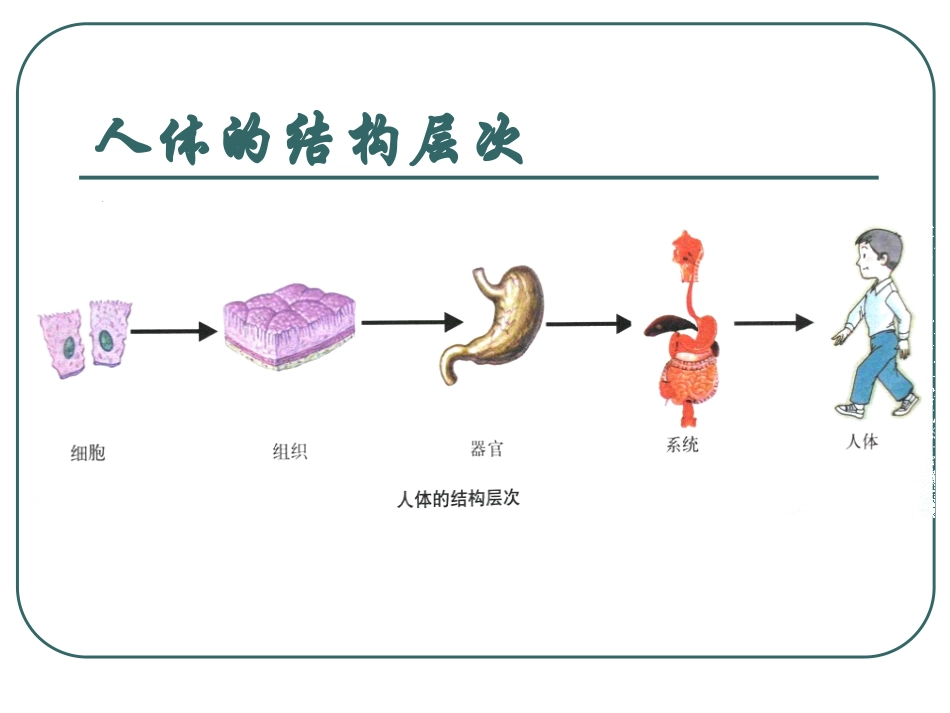 《人的运动系统和保健》PPT课件_第2页