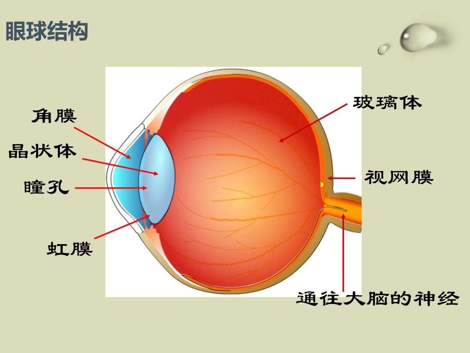 《珍爱眼睛 保护视力》PPT_第3页