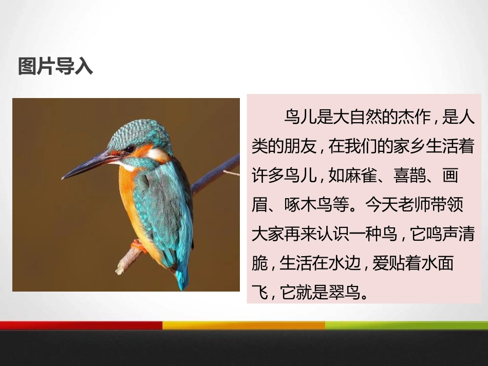 《翠鸟》PPT_第2页