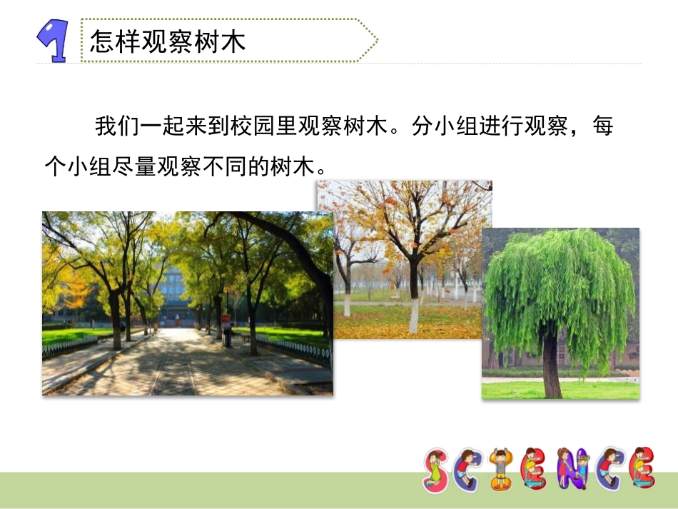 《校园的树木》植物PPT_第3页