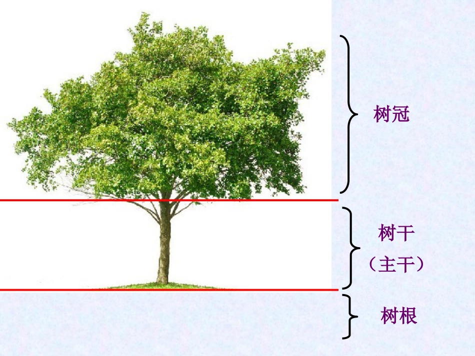 《校园的树木》植物PPT下载_第2页